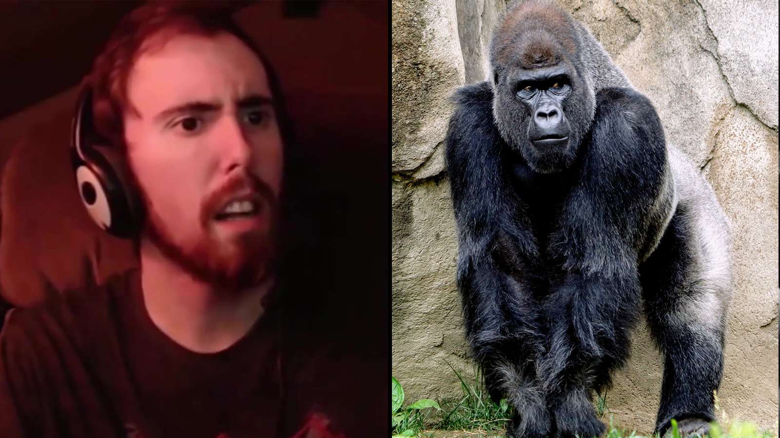 Asmongold streaming on Twitch alongisde a picture of a gorilla.