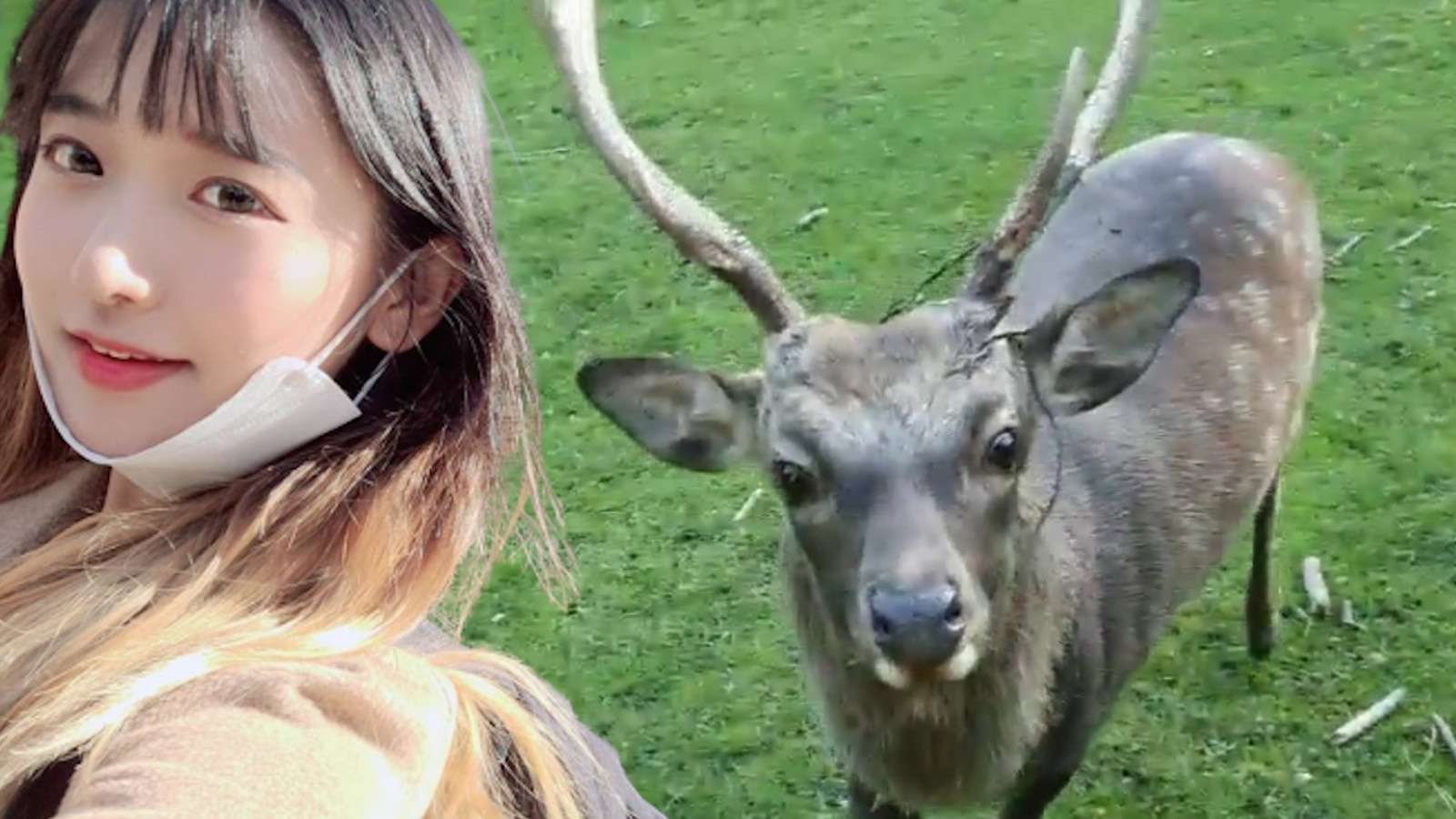 Jinny attacked by deer