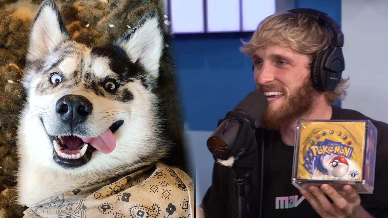 logan paul's dog and logan with pokemon cards