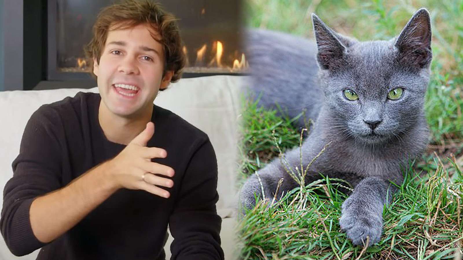 David Dobrik talks to the camera beside a photo of a Russian Blue kitten.