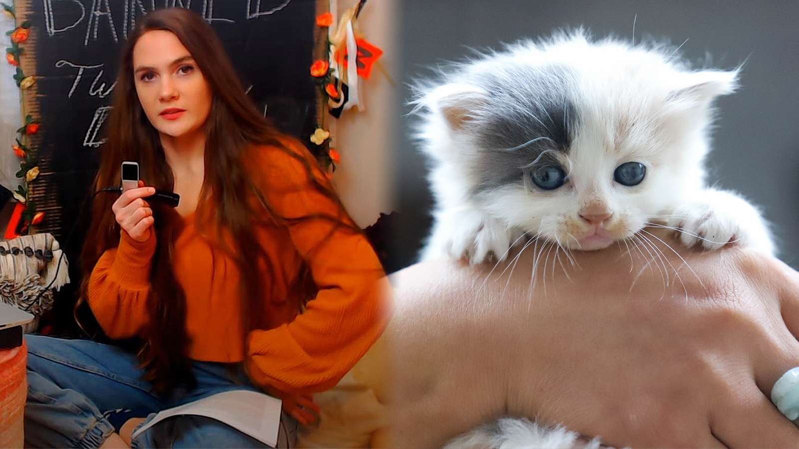 Twitch streamer Alisha is shown next to a photo of a small kitten.