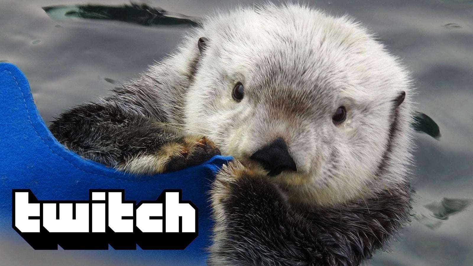 adorable rescued sea otters take over twitch hot tub streaming category