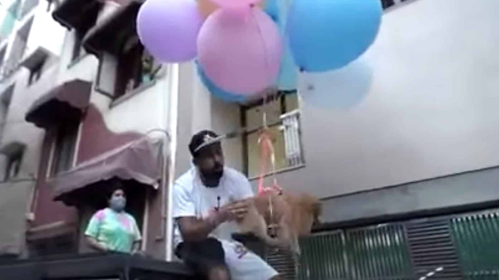 YouTuber ties balloons to dog to make it fly