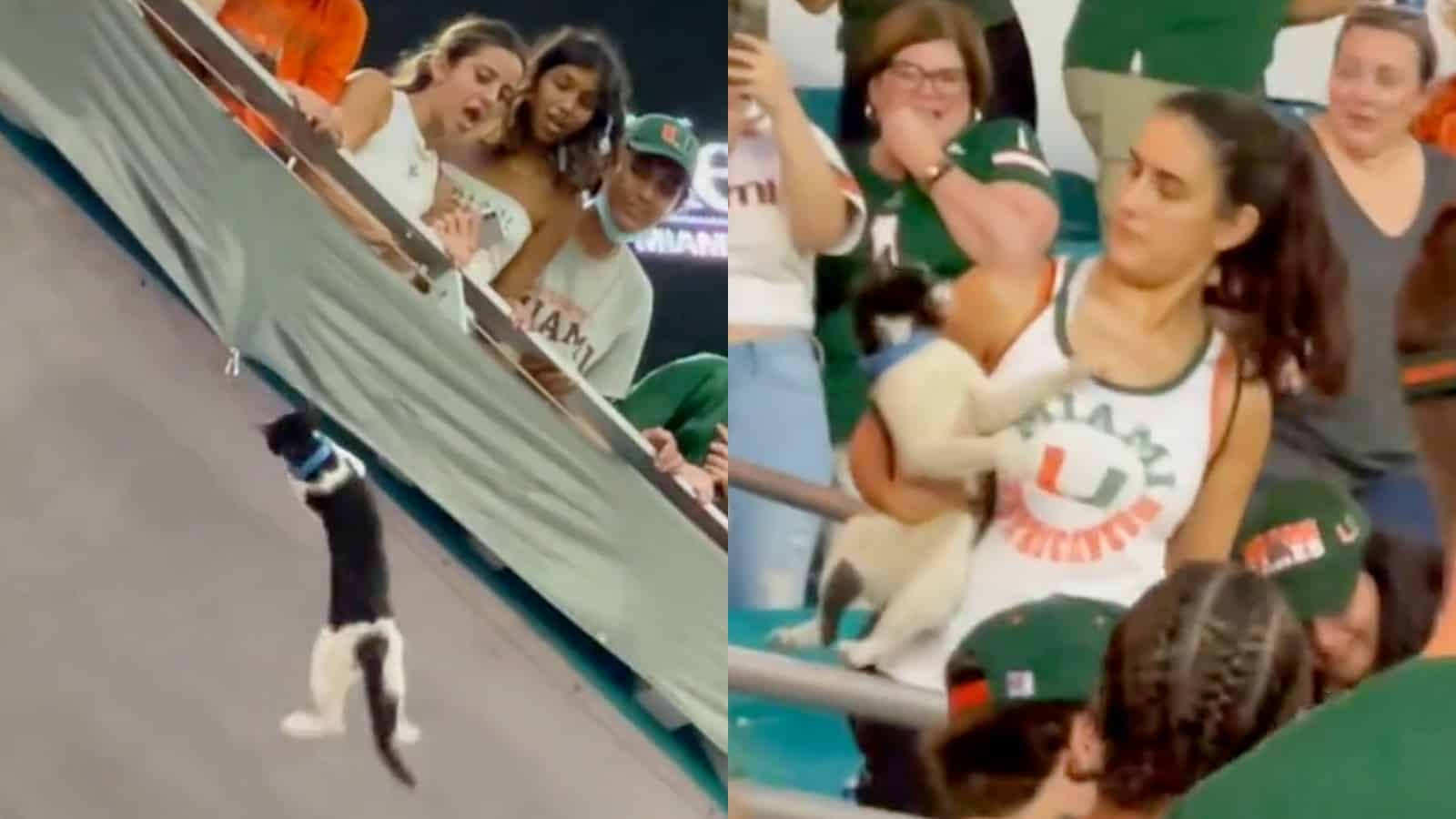 A cat falls in a stadium