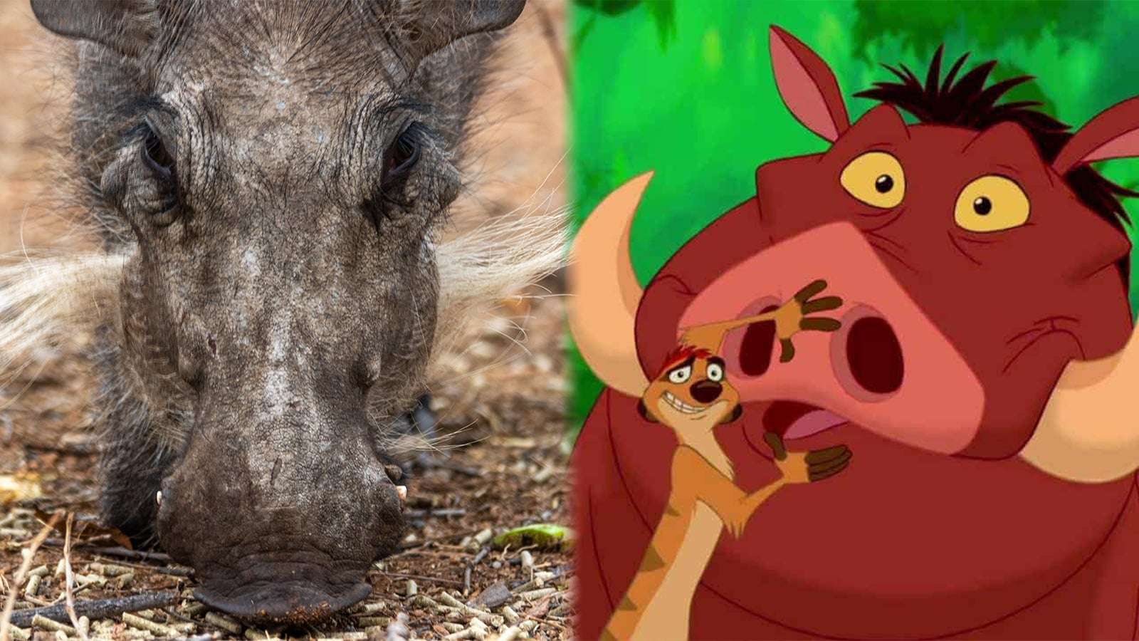 Warthog goes viral on Twitter Pumbaa