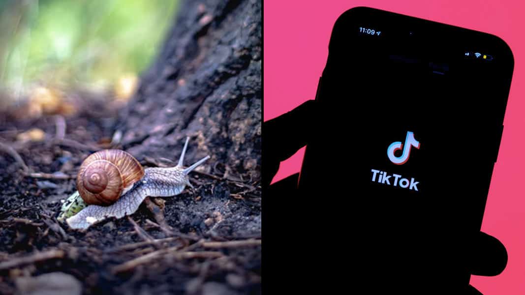 Brown snail sliming by a tree next to TikTok logo
