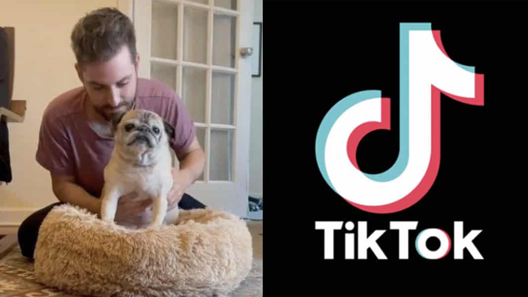Noodle the Pug being held by owner with TikTOk logo