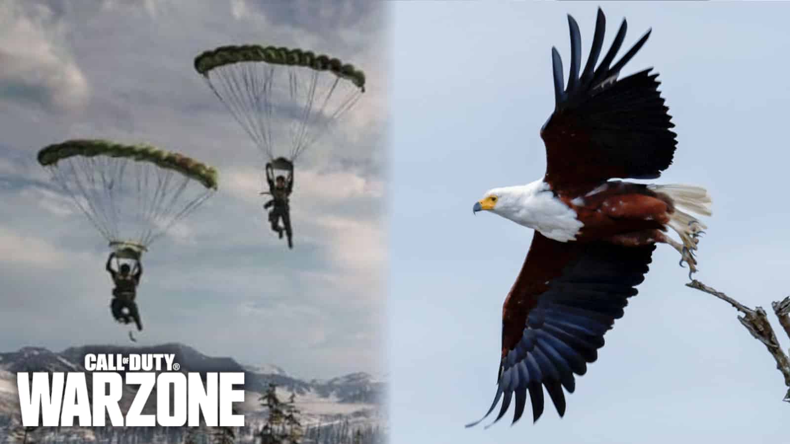 Warzone fans mindblown as player turns into bird while parachuting