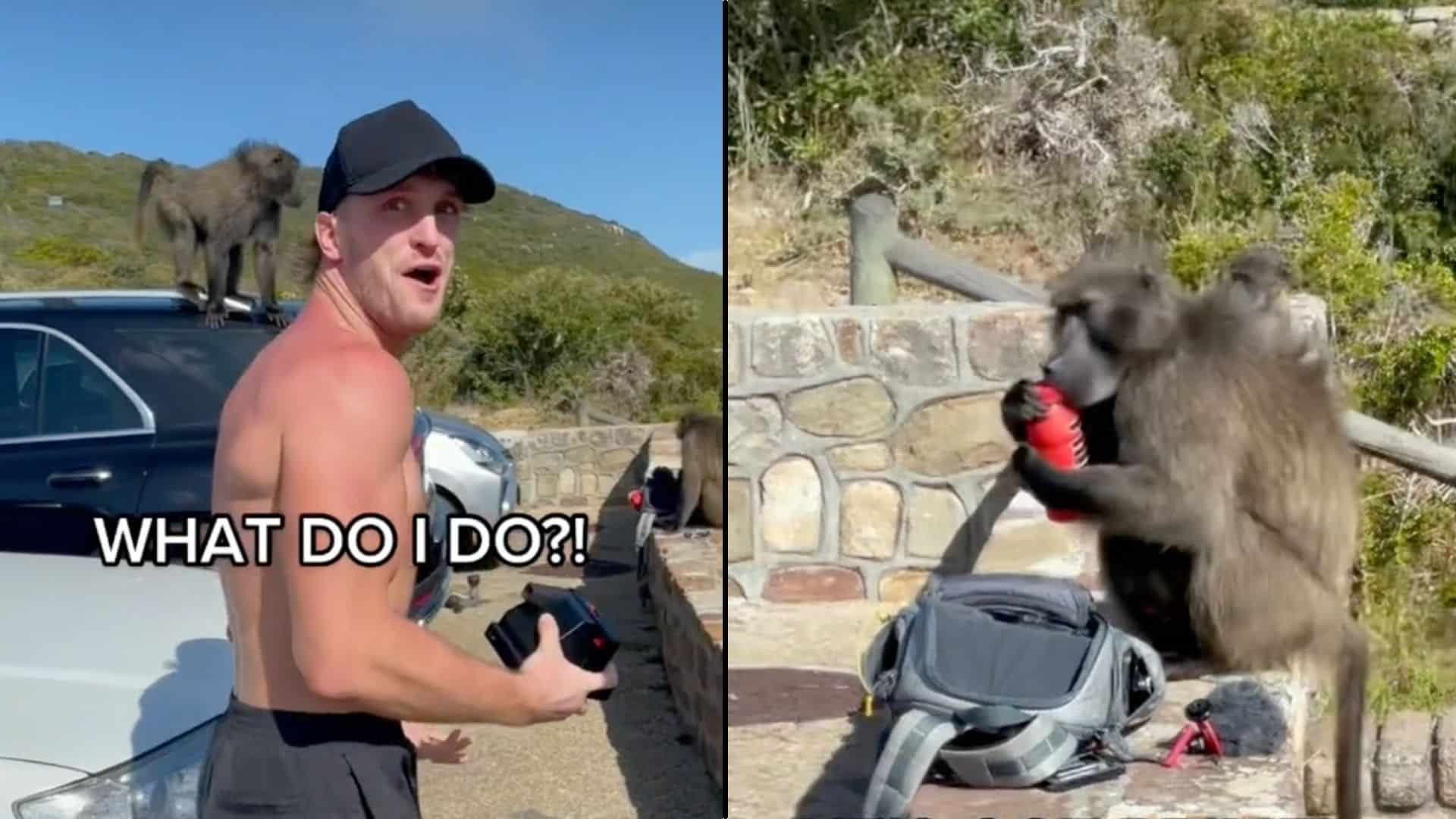 Jake Paul side-by-side with a moneky holding red bottle of prime hydration
