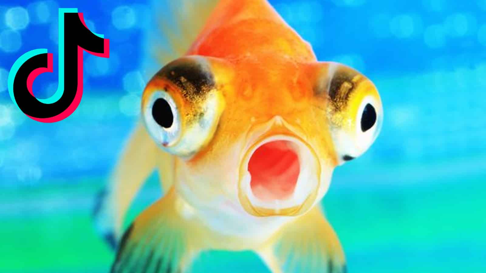 goldfish with wide eyes and open mouth and tiktok logo