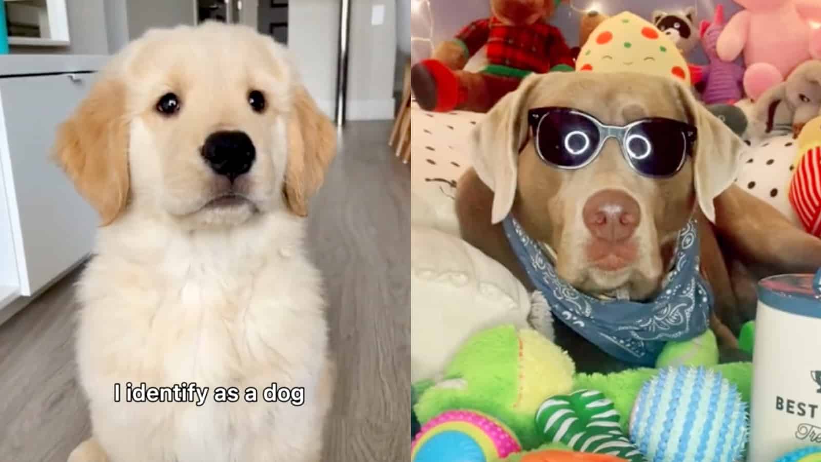 Dogs in a viral TikTok trend