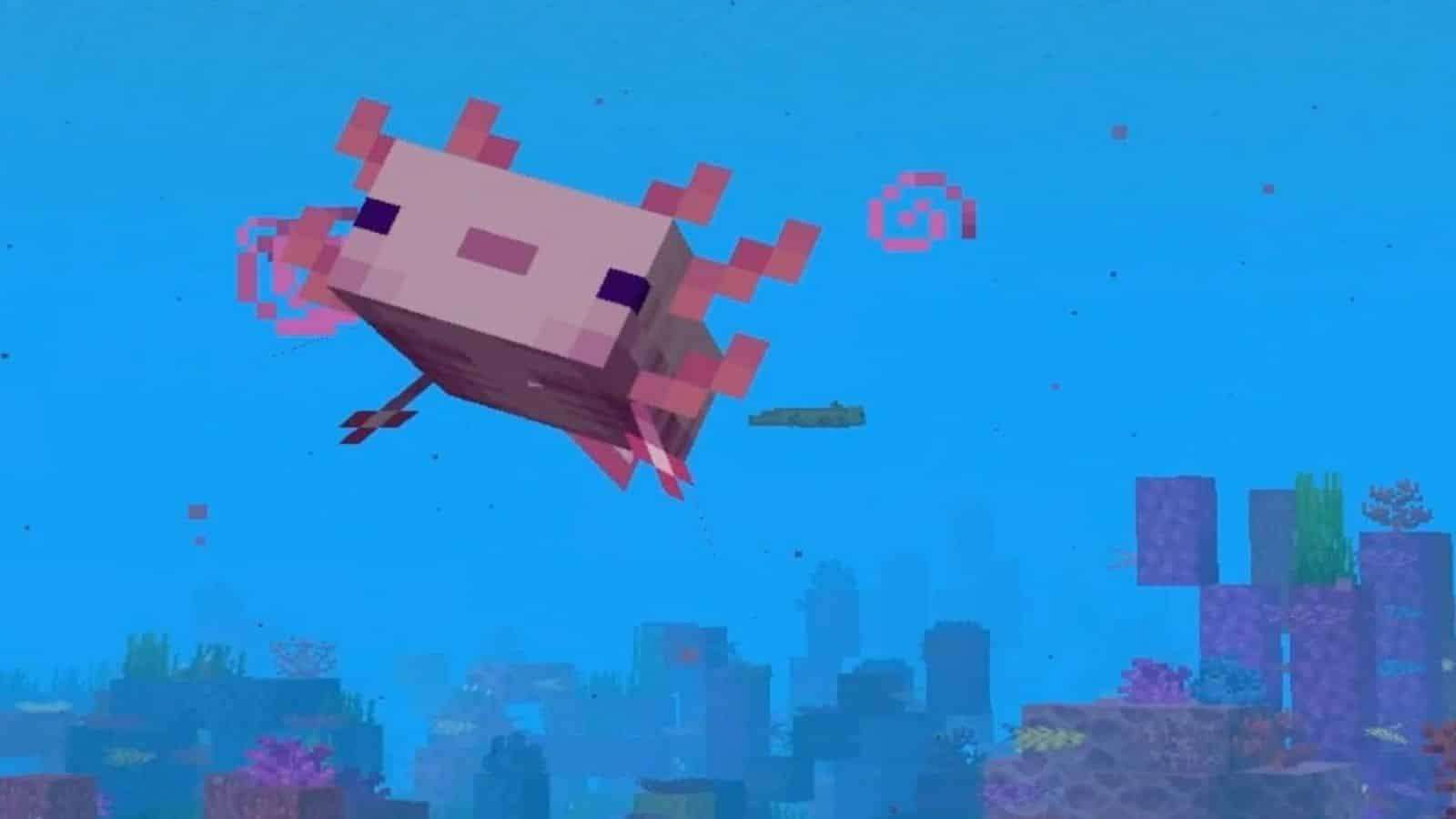 An Axolotl swimming in the water in Minecraft