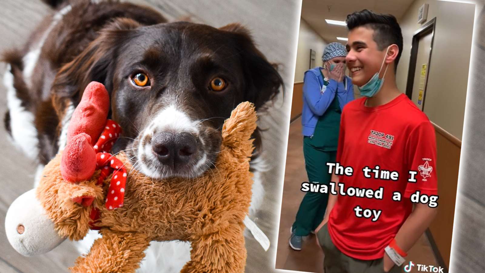 TikToker goes viral after swallowing dog squeaky toy