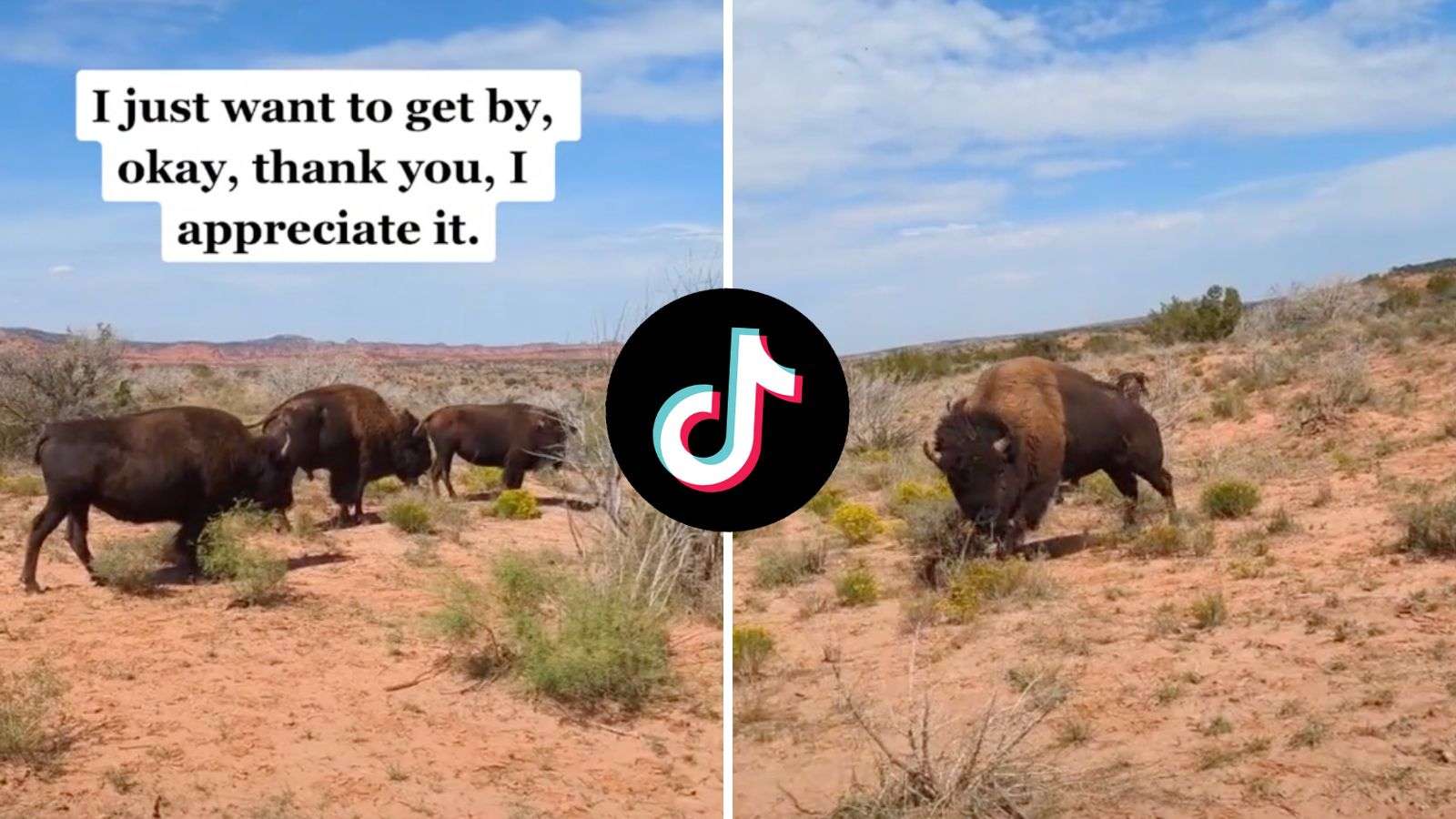 TikToker films bison charging at her in terrifying video