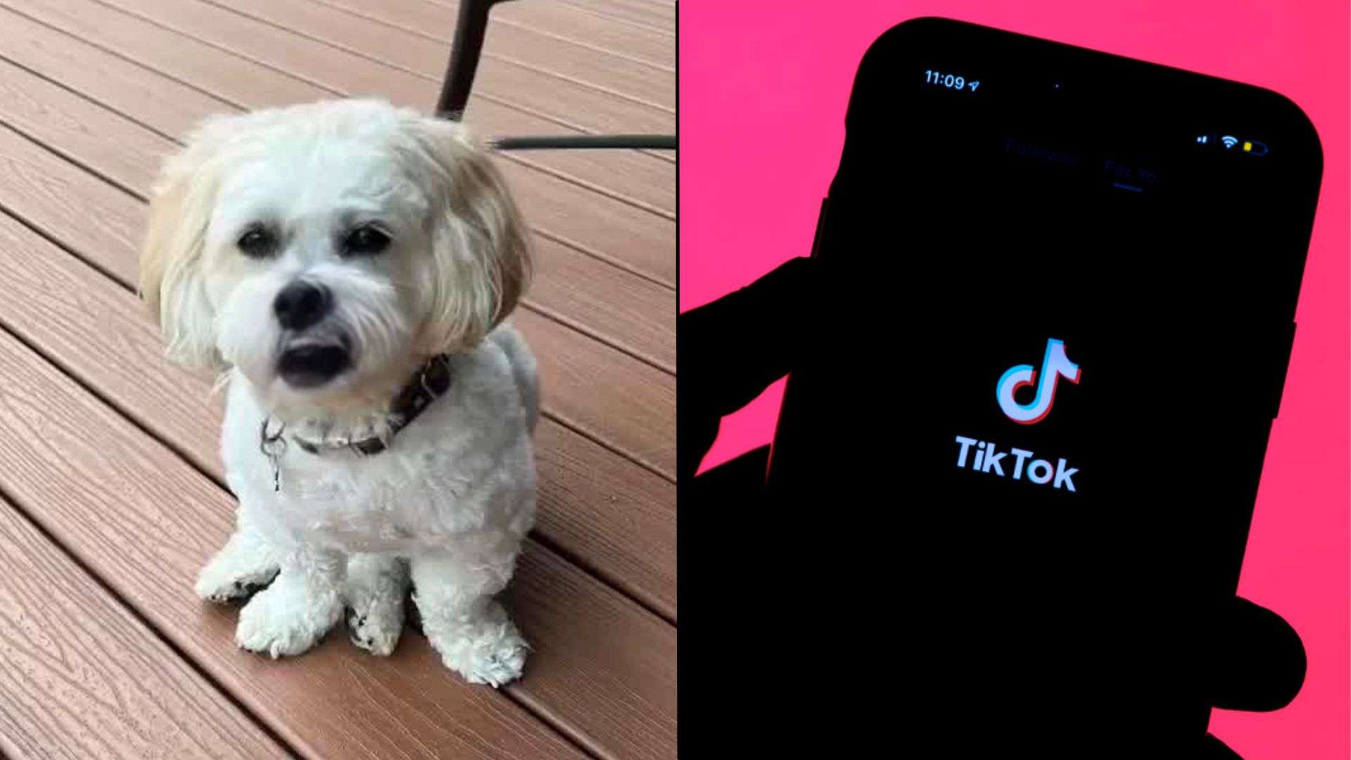 White dog sitting on wood next to pink TikTok logo