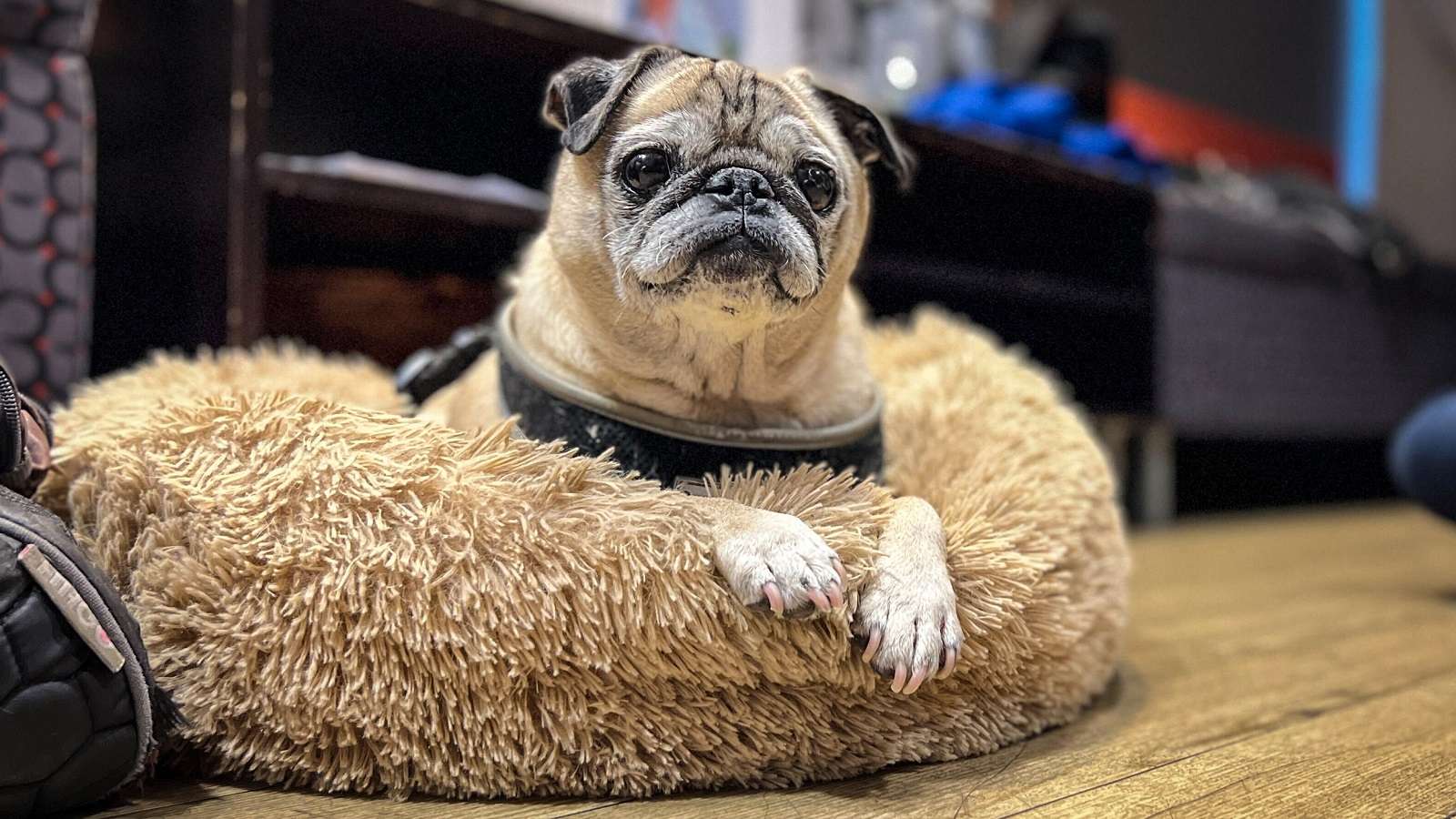 Noodle The Pug Passes Away