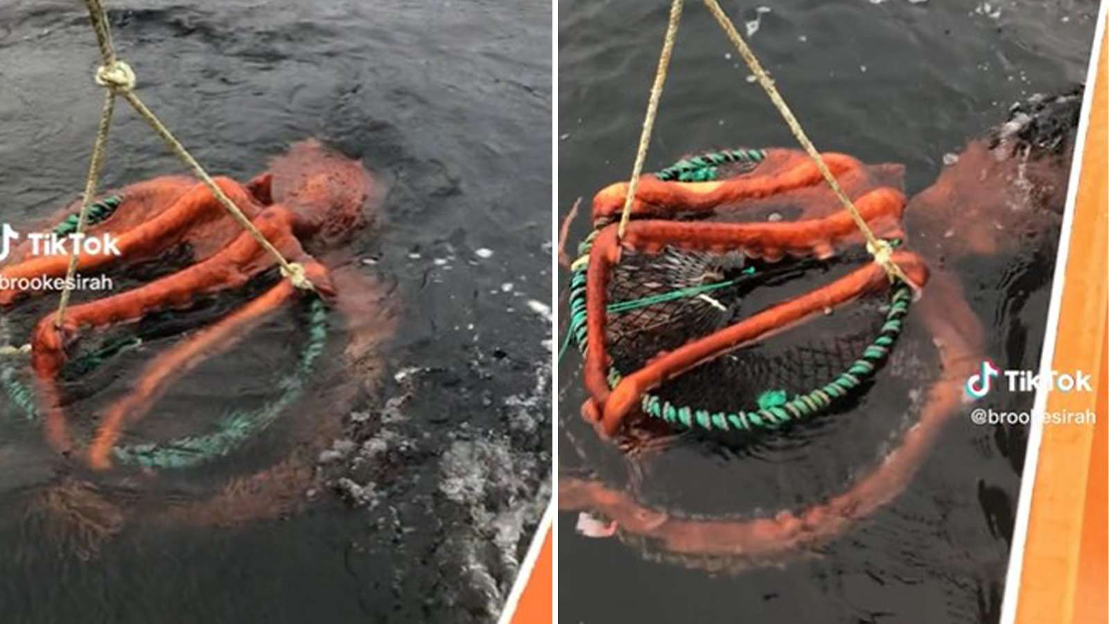 Giant octopus is freaking out tiktok viewers