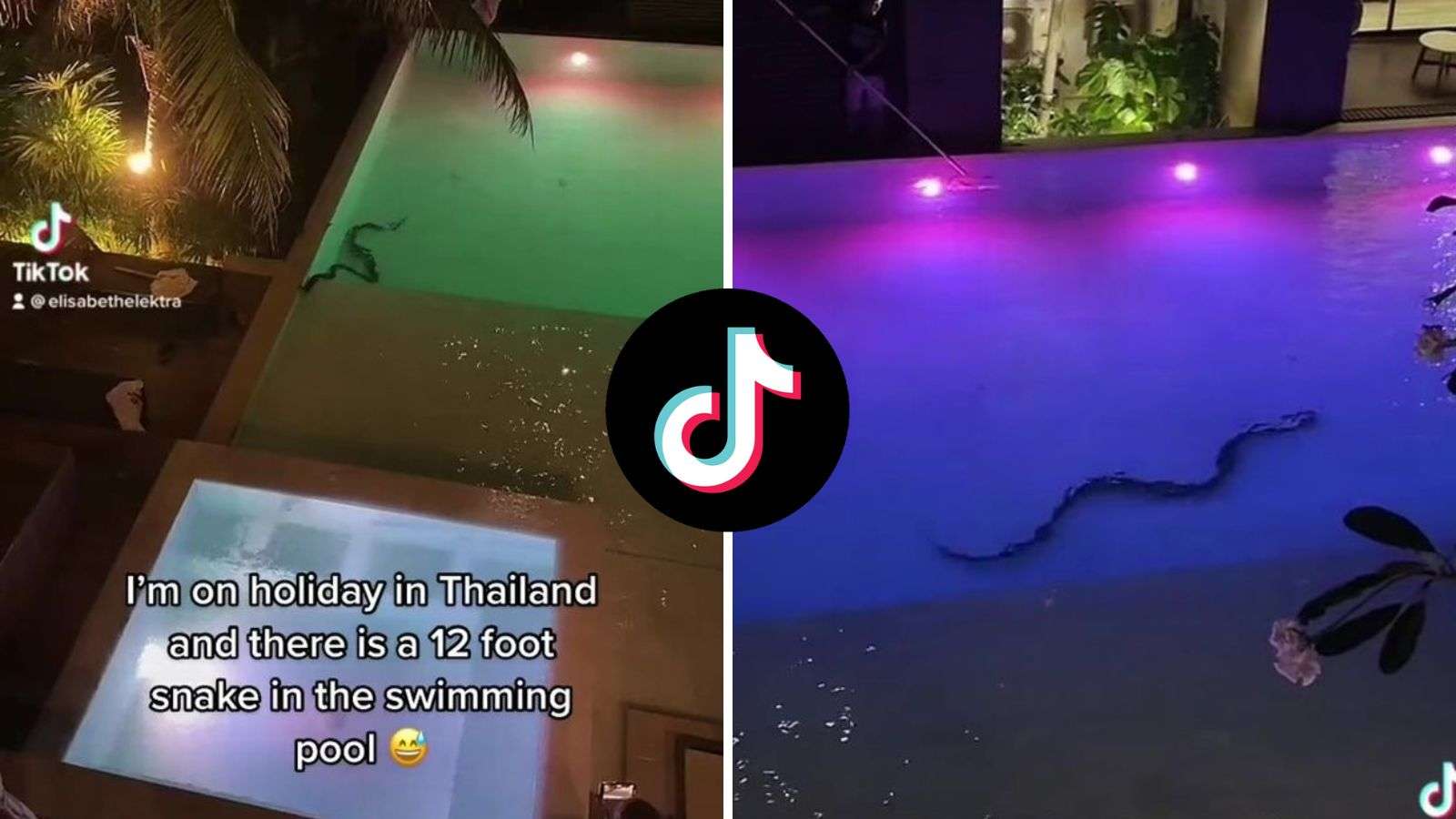 Tourist horrified after spotting three-meter snake in hotel swimming pool
