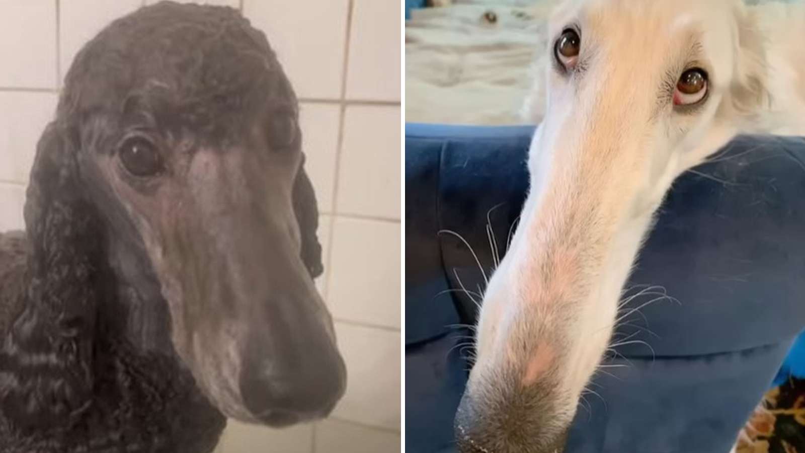 What is the 'let me do it for you' meme? Long nosed Borzoi dog goes viral -  Dexerto