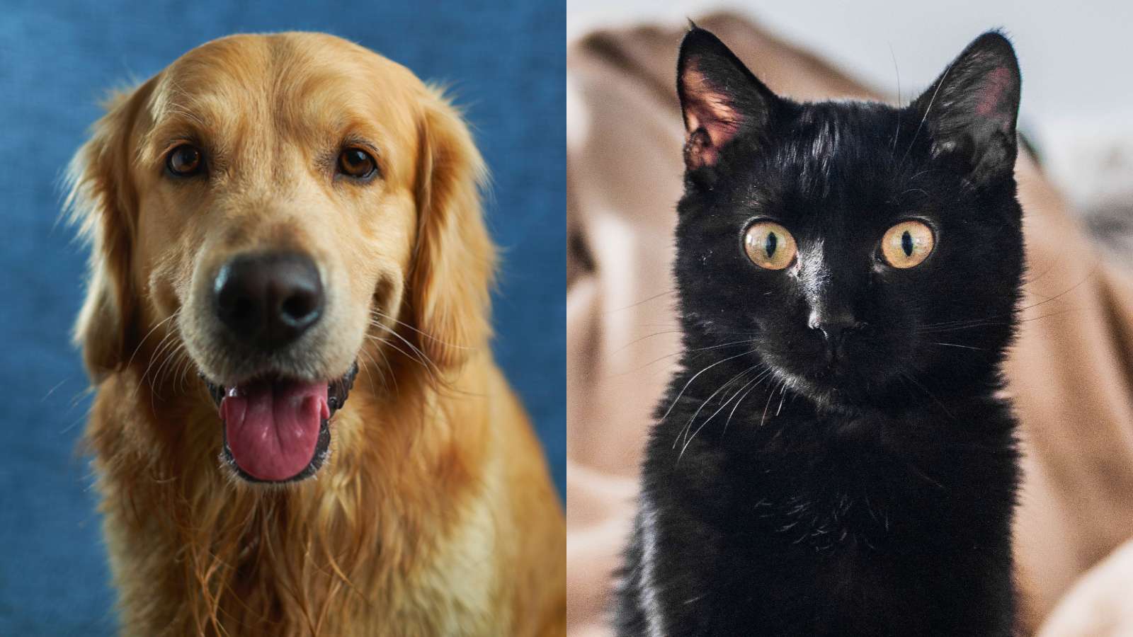 Golden Retriever next to a black cat