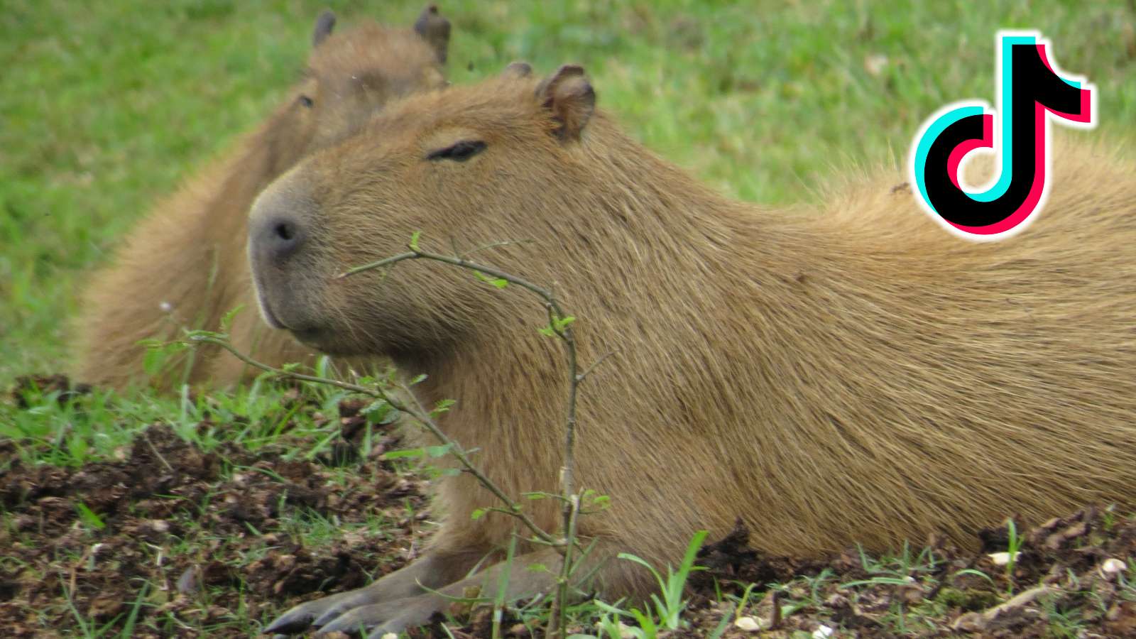 Capybara next to TikTok logo