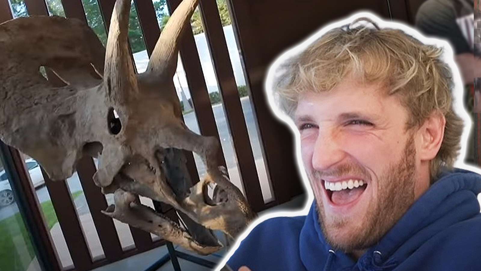 Logan Paul owns a 66 million year old triceratops
