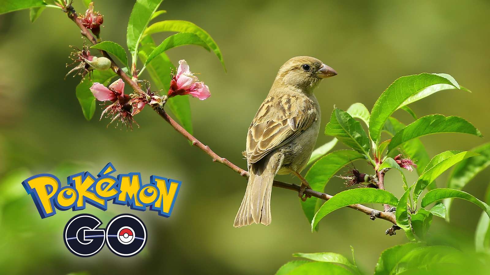 pokemon go logo on a picture of a bird
