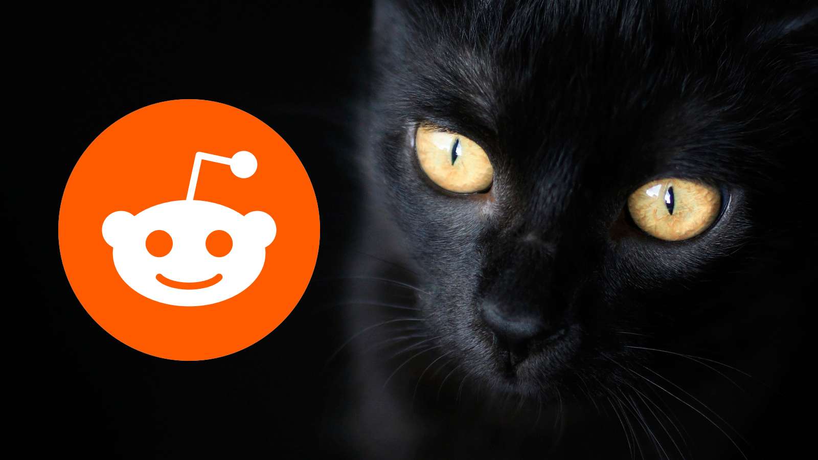 a black cat with the reddit logo