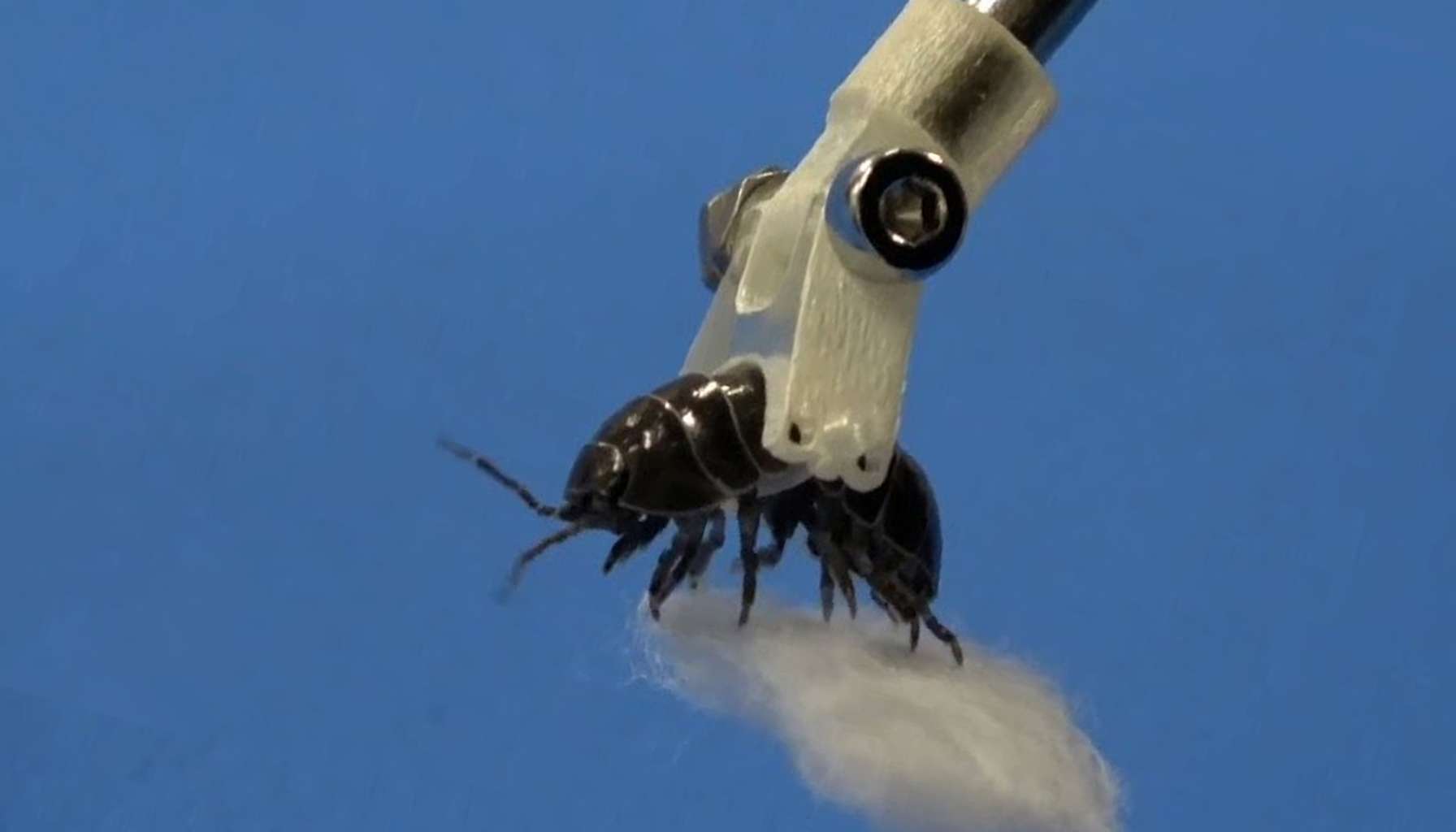 a pillbug being held by a robots hand