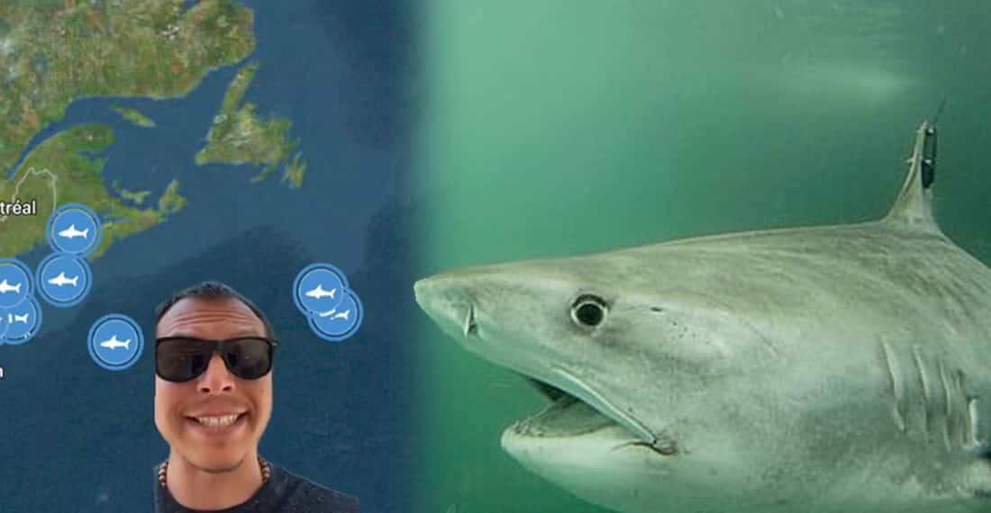 TikToker claims shark tracking app may have accidentally found missing OceanGate submarine