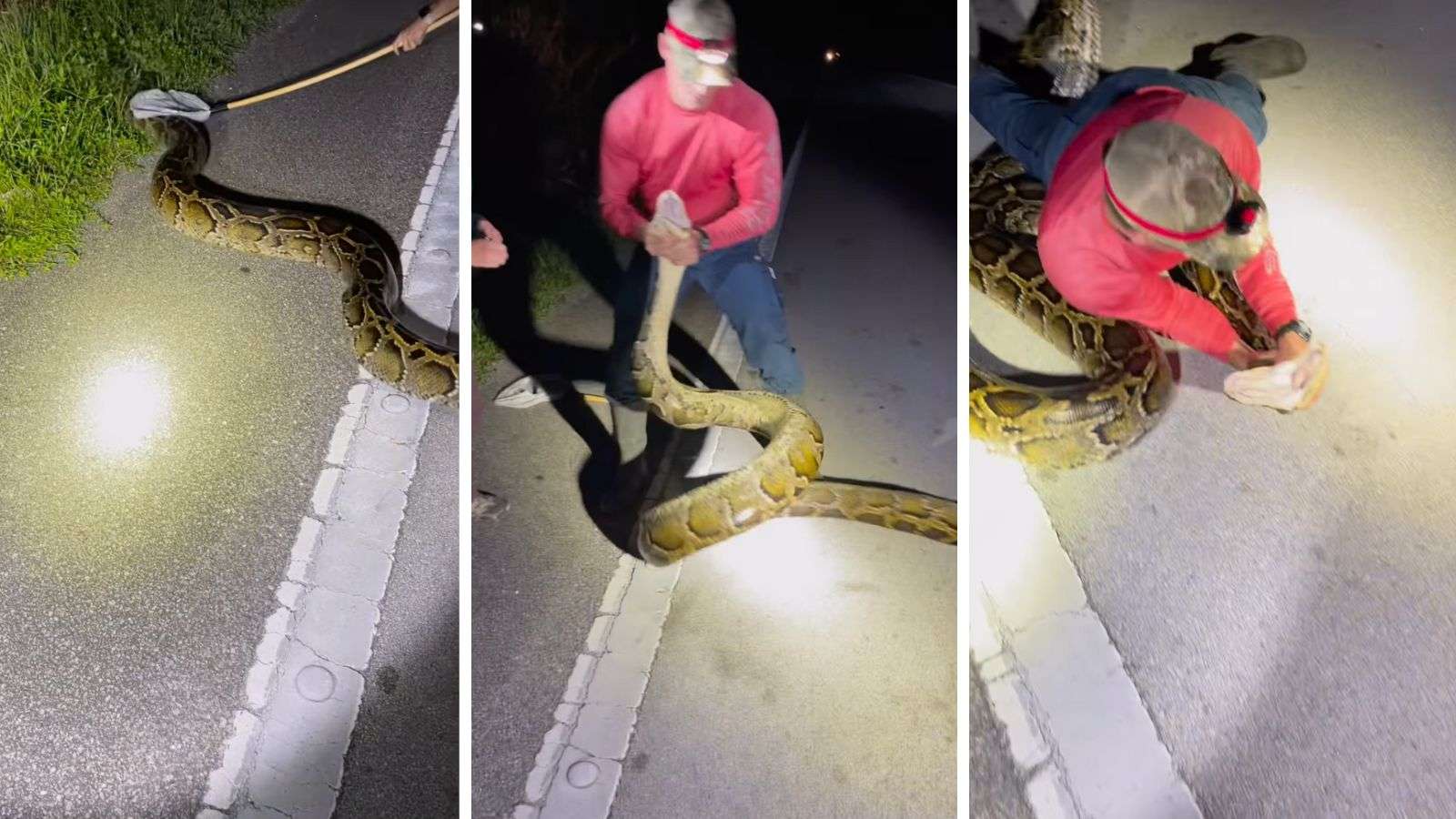 man wrestles world's biggest python