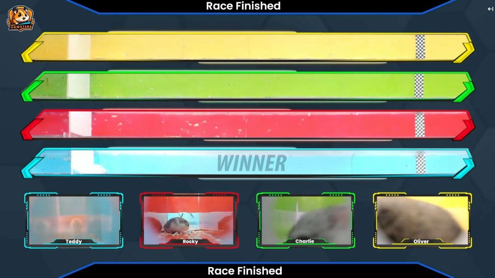 Hamster race betting on Twitch
