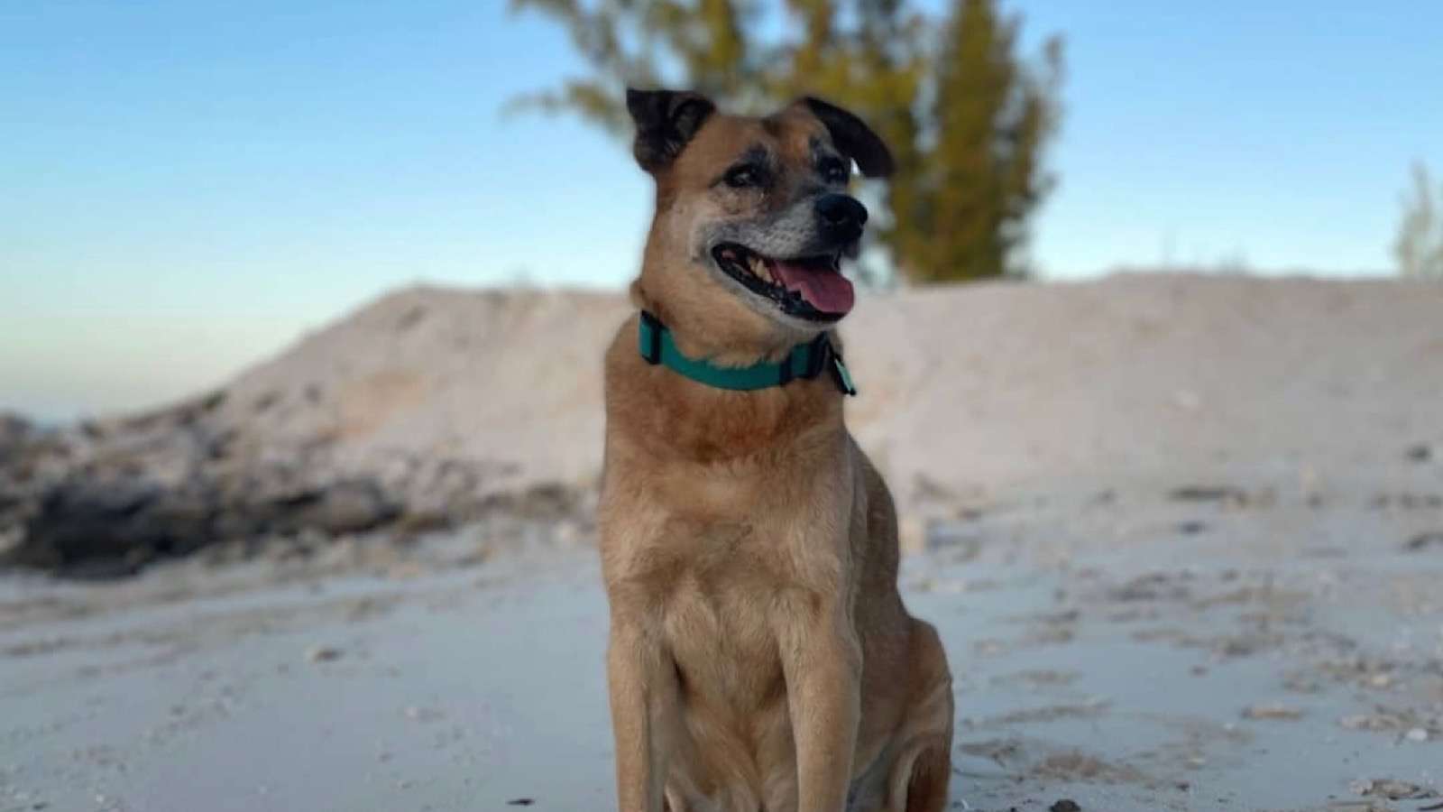 Dog goes viral in Turks and Caicos