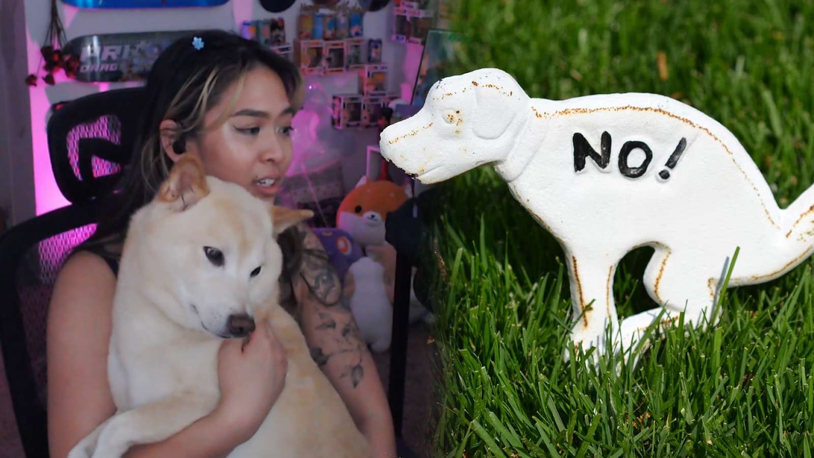 Twitch streamer mortified after dog poops on her while live