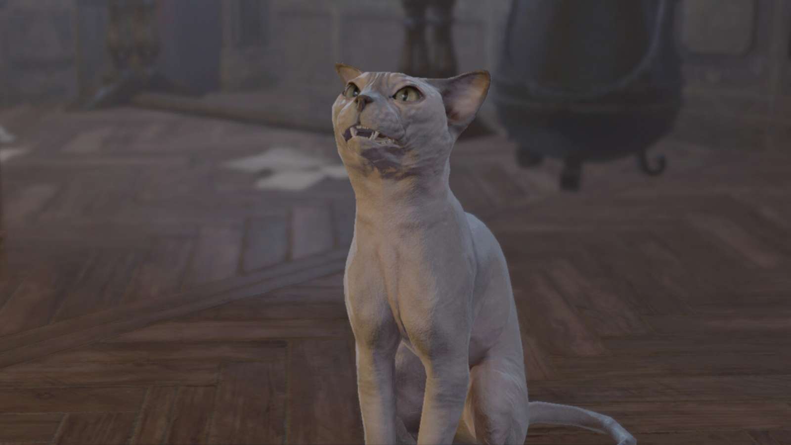 His Majesty the hairless cat in Baldur's Gate 3