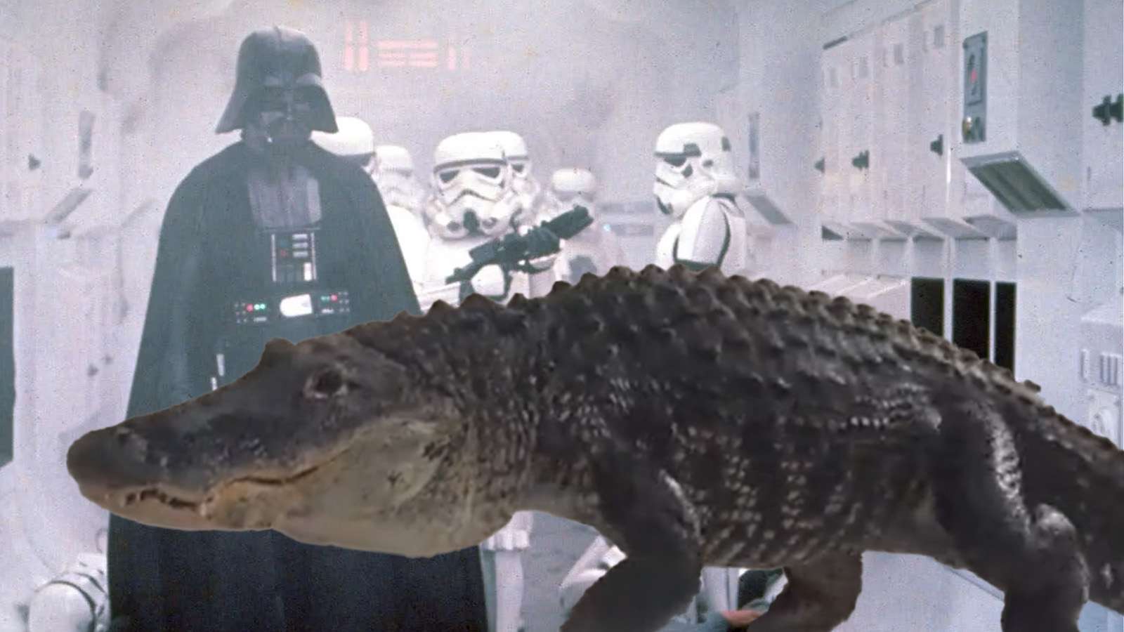 Alligator named Darth Gator is trained to answer to the Star Wars theme