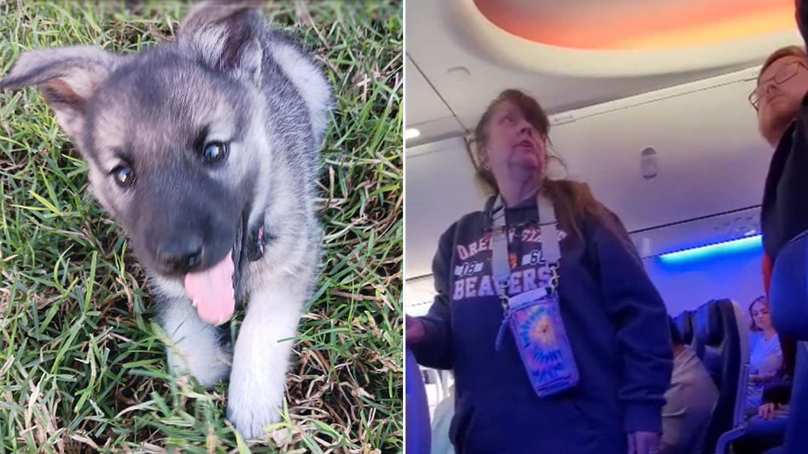 woman-kicked-off-southwest-flight-puppy