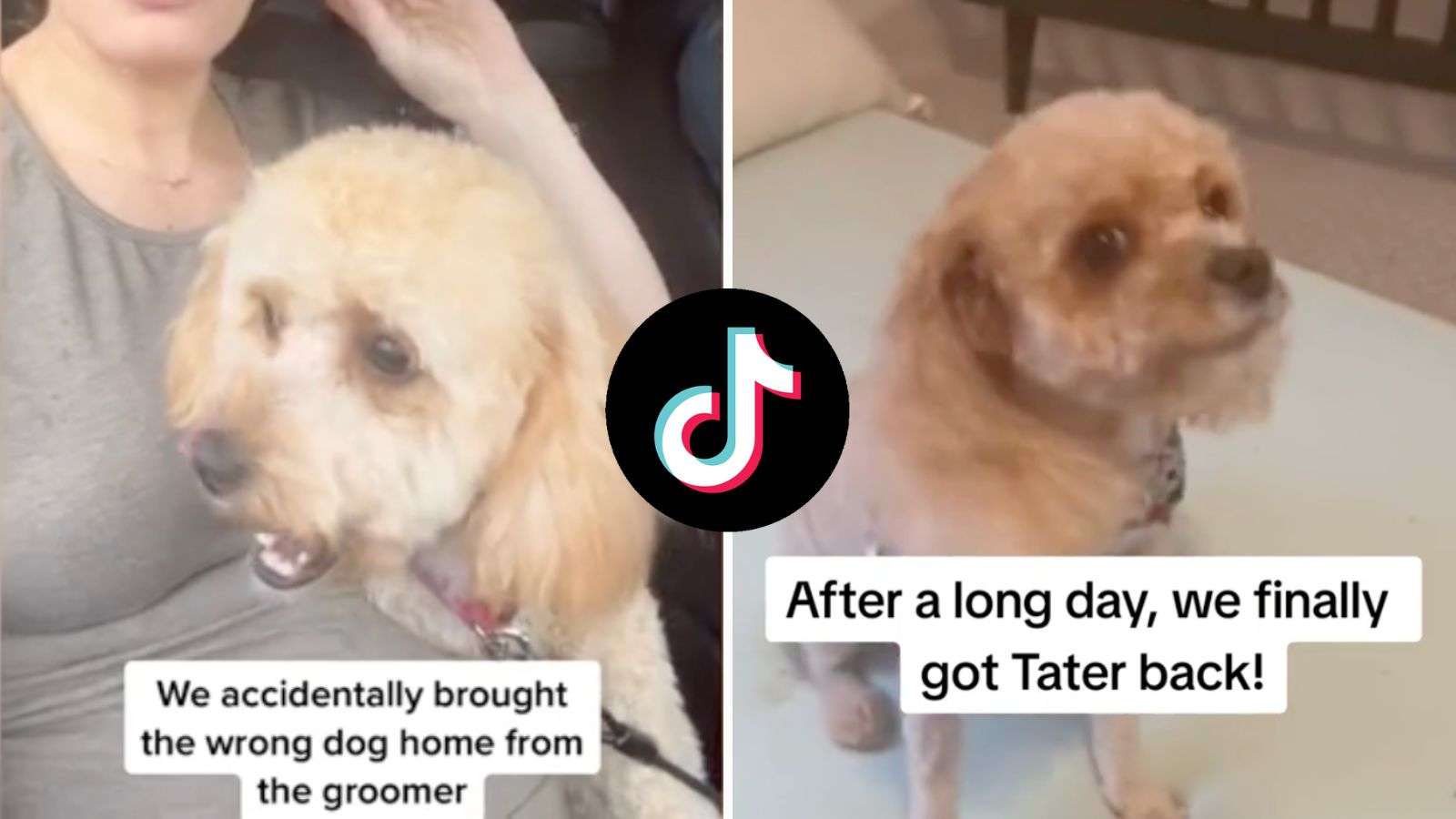 Woman goes viral after accidentally taking wrong dog home from groomer