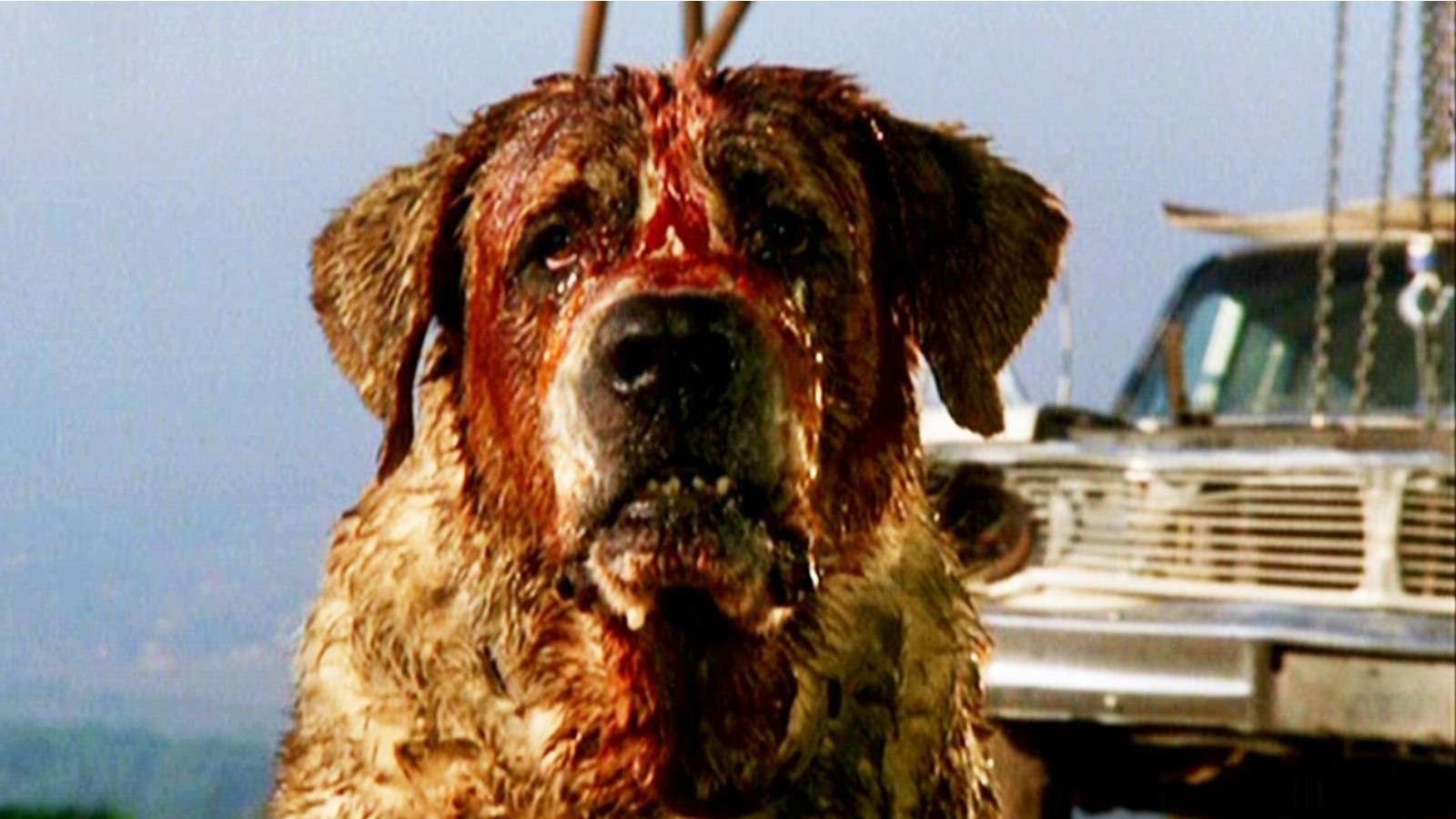Cujo the dog looking bloody.