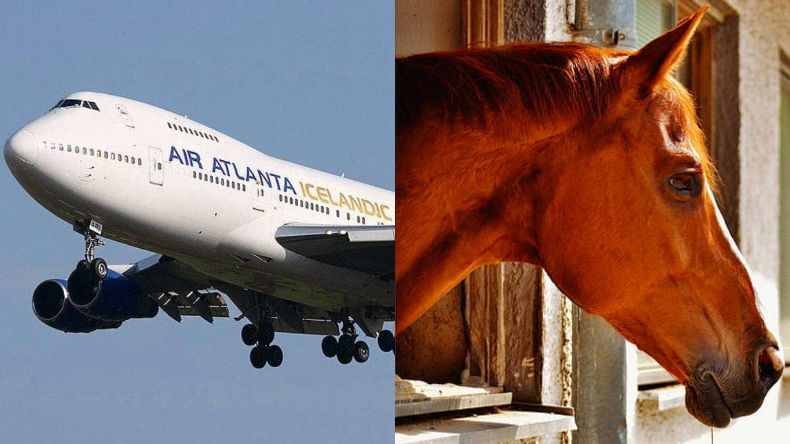 Horse forces emergency landing on plane