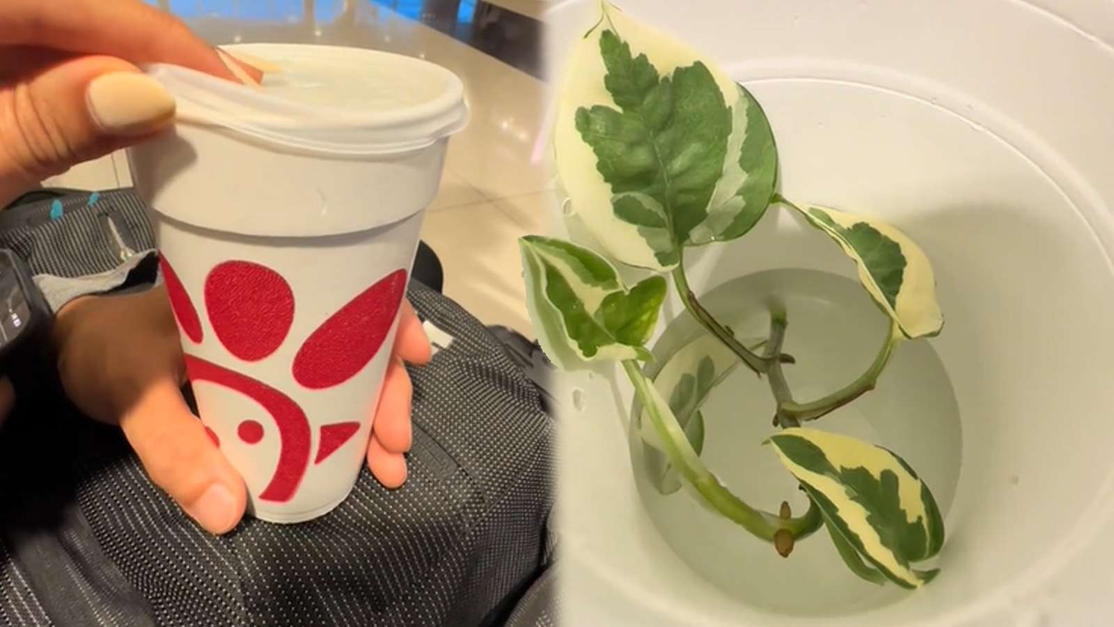 TikTokers spark debate after smuggling plant through airport inside Chick-fil-A cup