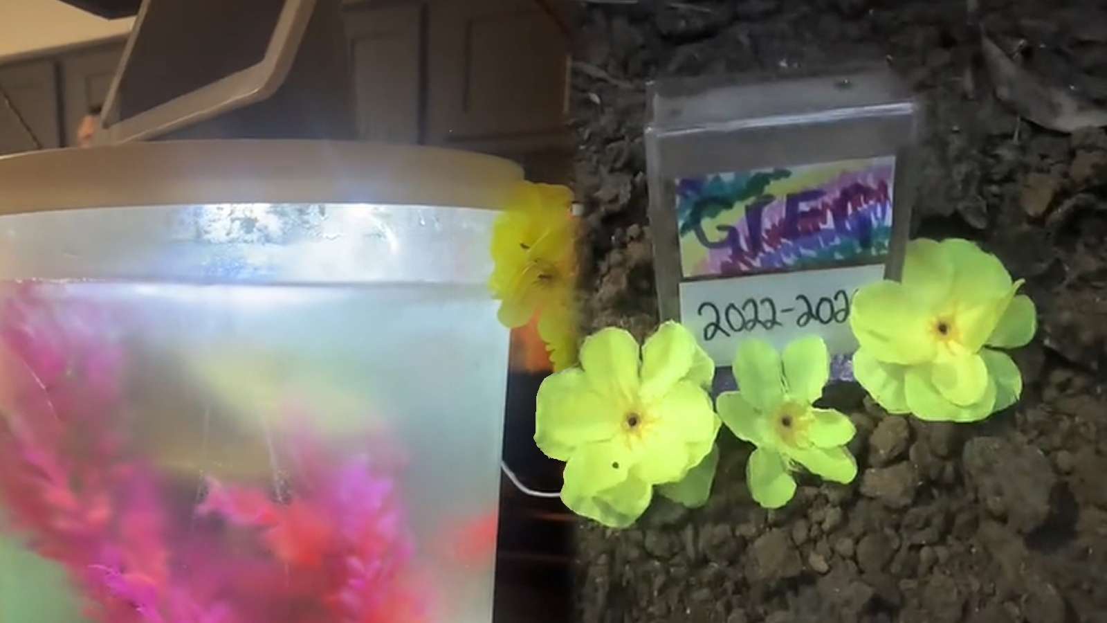 Woman goes viral after accidentally freezing her pet fish alive