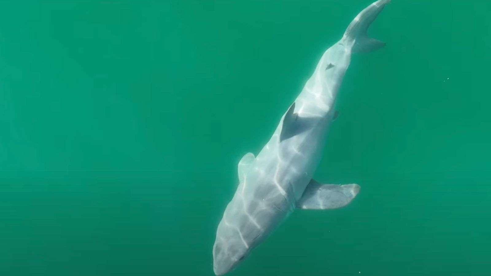 great white shark header