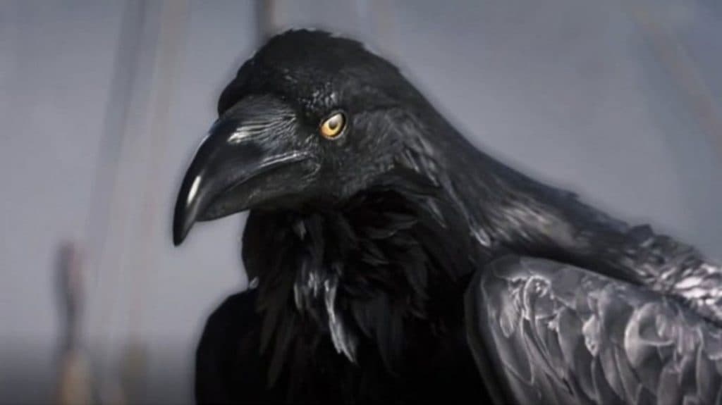 AC Valhalla Raven