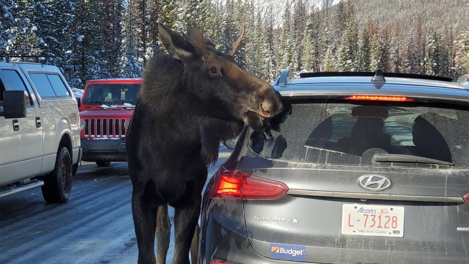 Moose licking car