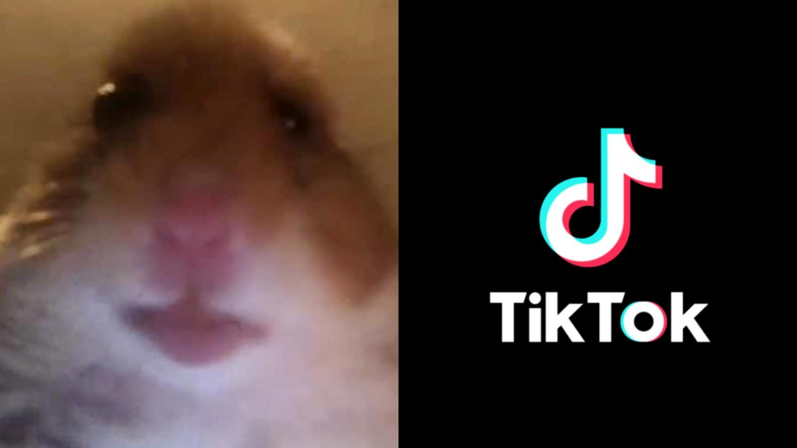 Hamster Cult meme picture next to the TikTok logo