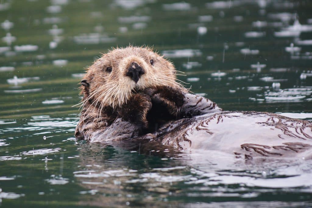 adorable rescued sea otters take over twitch hot tub streaming category