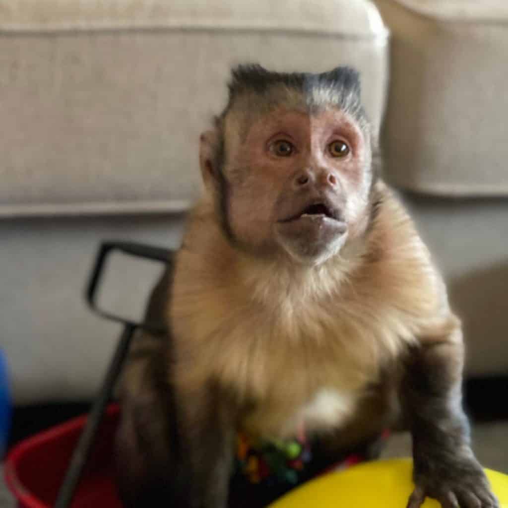 Viral TikTok monkey Georgie Boy