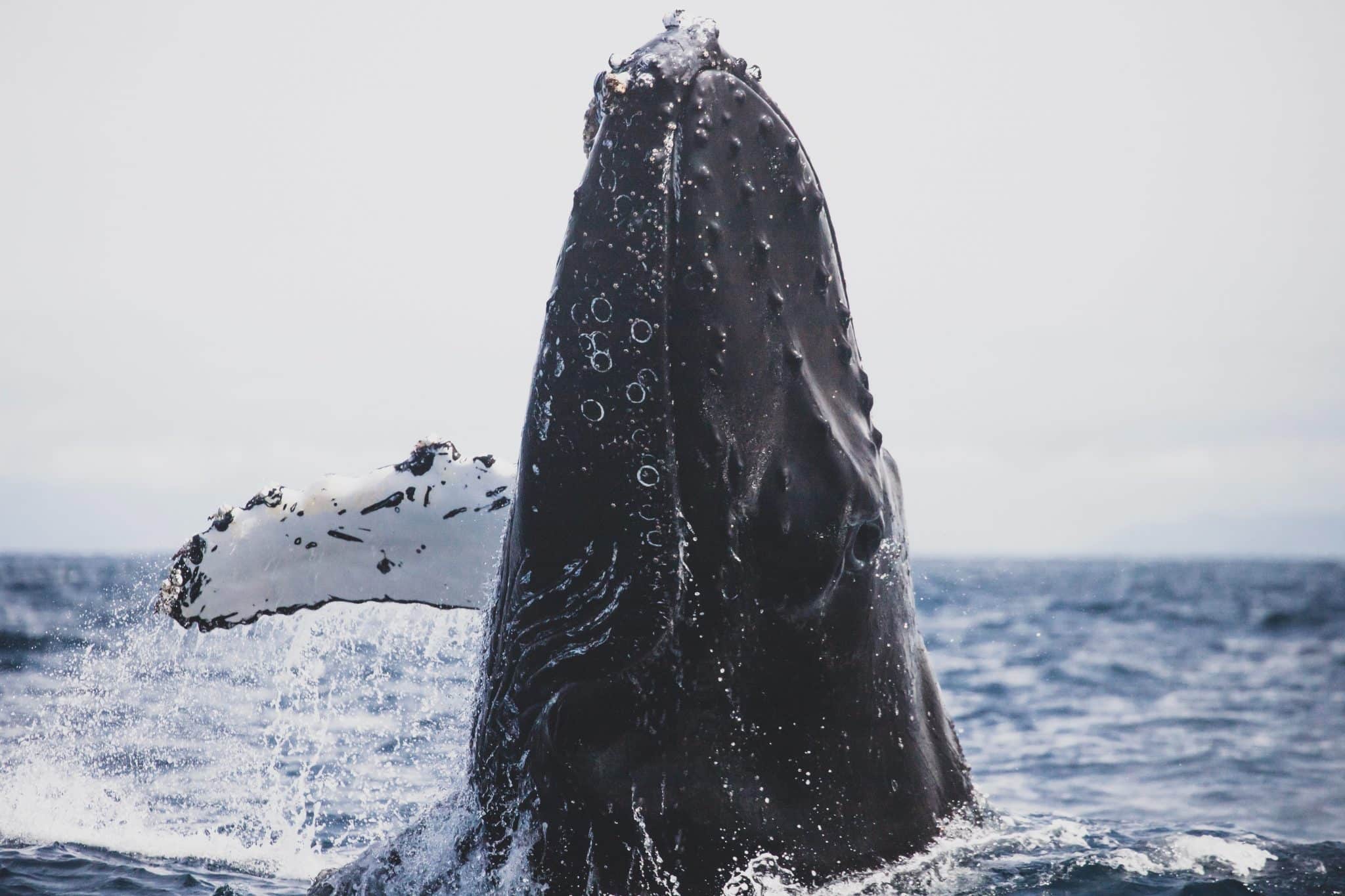 Humpback whale breaching Andre Estevez Pexels