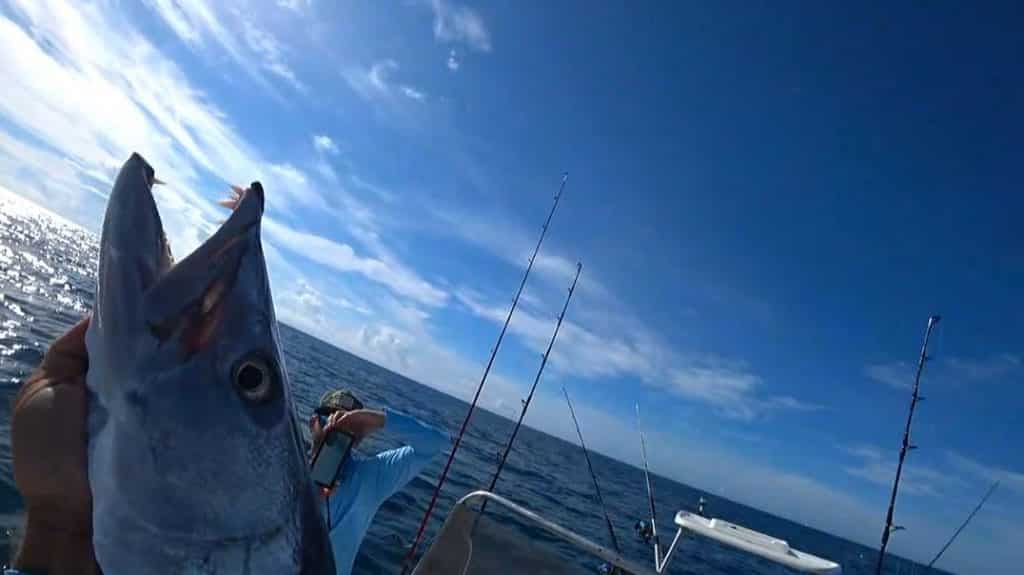 SoFloWildlife Barracuda Catch